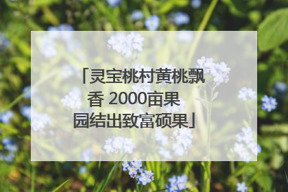 灵宝桃村黄桃飘香 2000亩果园结出致富硕果