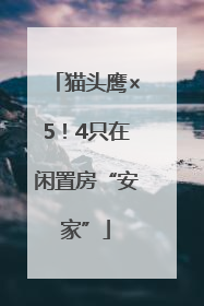 猫头鹰×5！4只在闲置房“安家”