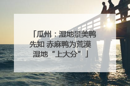 瓜州：湿地景美鸭先知 赤麻鸭为荒漠湿地“上大分”