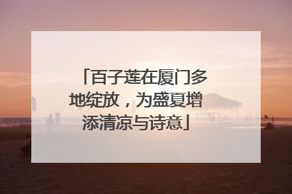 百子莲在厦门多地绽放，为盛夏增添清凉与诗意