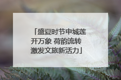 盛夏时节申城莲开万象 荷韵流转激发文旅新活力