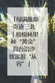绿满陇原·奇迹三北｜梭梭林里种“黄金” 高台治沙致富很“从容”