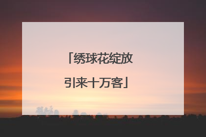 绣球花绽放 引来十万客