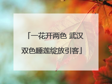 一花开两色 武汉双色睡莲绽放引客