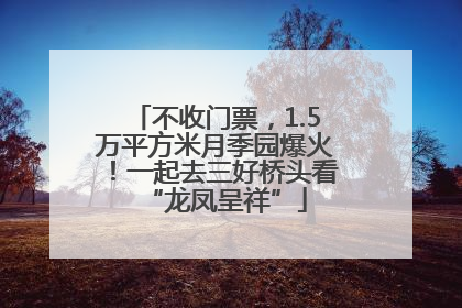 不收门票，1.5万平方米月季园爆火！一起去三好桥头看“龙凤呈祥”