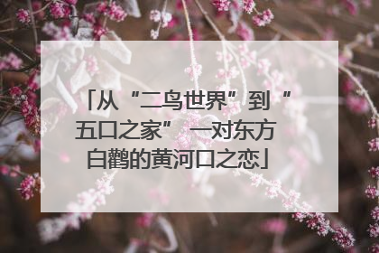 从“二鸟世界”到“五口之家” 一对东方白鹳的黄河口之恋