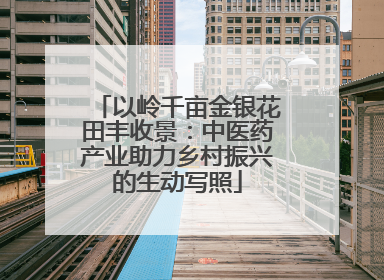 以岭千亩金银花田丰收景：中医药产业助力乡村振兴的生动写照