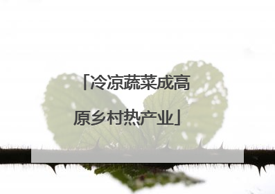 冷凉蔬菜成高原乡村热产业