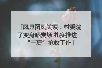 凤县留凤关镇：村委院子变身晒麦场 扎实推进“三夏”抢收工作