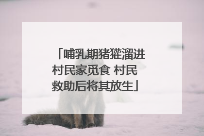 哺乳期猪獾溜进村民家觅食 村民救助后将其放生