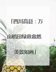 四川高县：万亩稻田绿意盎然 美景如画