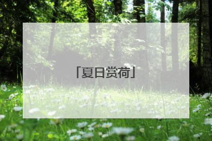 夏日赏荷