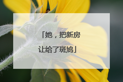 她，把新房让给了斑鸠