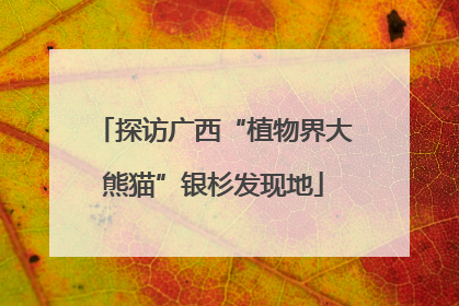 探访广西“植物界大熊猫”银杉发现地