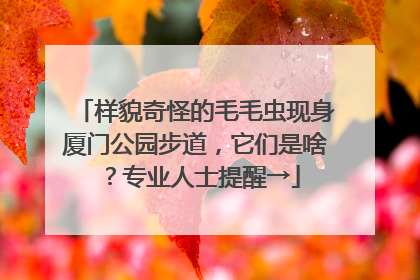 样貌奇怪的毛毛虫现身厦门公园步道，它们是啥？专业人士提醒→
