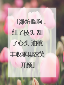 潍坊临朐：红了枝头 甜了心头 油桃丰收季果农笑开颜