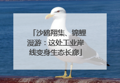 沙鸥翔集、锦鲤漫游：这处工业岸线变身生态长廊