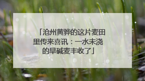 沧州黄骅的这片麦田里传来喜讯：一水未浇的旱碱麦丰收了