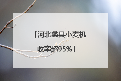 河北蠡县小麦机收率超95%