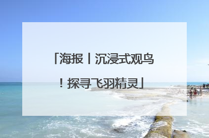 海报丨沉浸式观鸟！探寻飞羽精灵