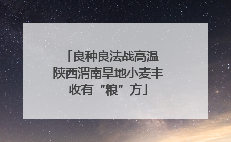 良种良法战高温 陕西渭南旱地小麦丰收有“粮”方