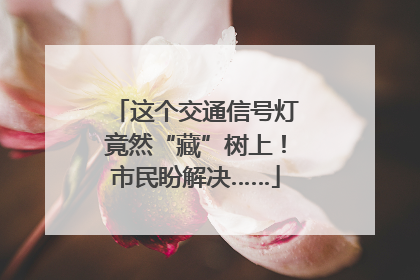 这个交通信号灯竟然“藏”树上！市民盼解决……