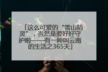 这么可爱的“雪山精灵”，当然是要好好守护啦——有一种叫云南的生活之365天