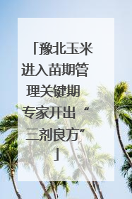 豫北玉米进入苗期管理关键期 专家开出“三剂良方”