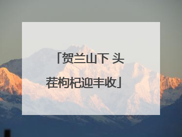 贺兰山下 头茬枸杞迎丰收