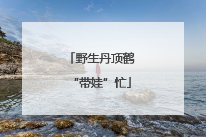 野生丹顶鹤“带娃”忙
