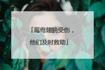 鸳鸯翅膀受伤，他们及时救助