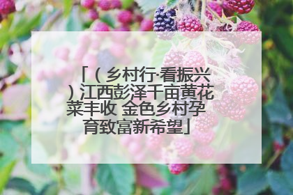 （乡村行·看振兴）江西彭泽千亩黄花菜丰收 金色乡村孕育致富新希望